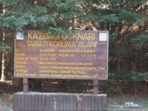 Tarihin yönünü değiştiren ağaç