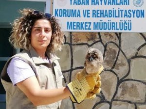 Van’da yaralı kuşlar tedavi altına alındı