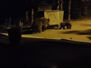 Anne ayı ve 2 yavrusu kamerada