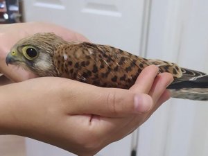 Yaralı yavru doğan tedavi altına alındı