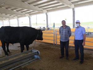 Yere düşüp kalan 1 tonluk kurbanlığa kalp masajı