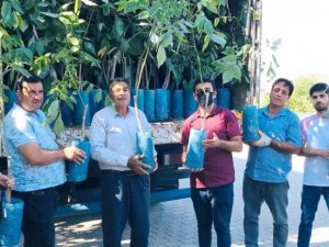 Sincik’te ceviz fidanı dağıtıldı