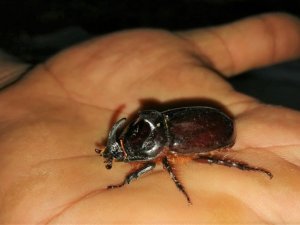 Kahramanmaraş’ta gergedan böceği görüldü