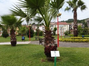 Sahildeki ağaçların artık kimlikleri var