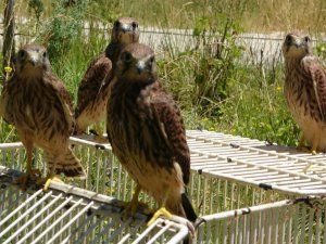 Sevimli kerkenezlerden ayrılık zamanı