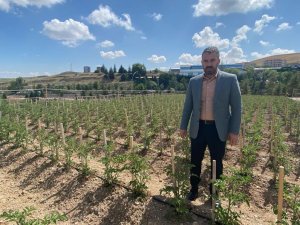 Pursaklar’da ata tohumları filizleniyor