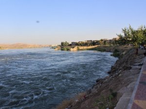 Şırnak’ta su samuru görüntülendi