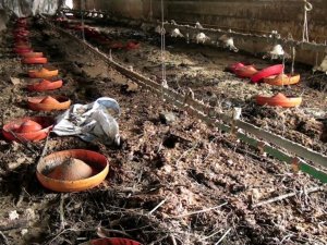 Sel felaketinin vurduğu bölgede 8 bin 800 civciv telef oldu