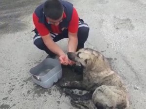 Zifte yapışan köpek itfaiye ekiplerince kurtarıldı