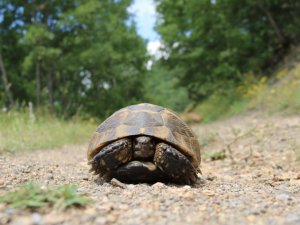Sevimli kaplumbağadan kartpostallık pozlar