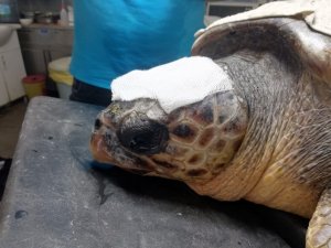 Çanakkale’de yaralı bulunan Caretta tedaviye alındı