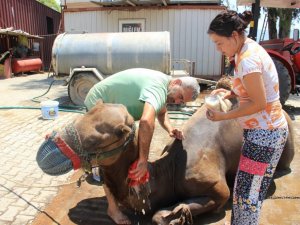 Aydın’daki çöl sıcaklarına karşı deveciler seferberlik ilan etti