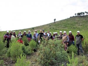 Fidanların daha güçlü büyümesi için