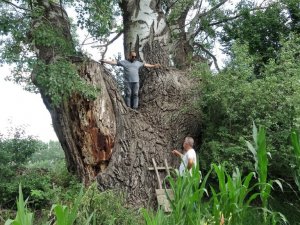 Tokat’ta 4,5 metre çapındaki kavak ağacı dikkat çekiyor