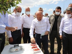 Vali Varol, meyve bahçelerini inceledi