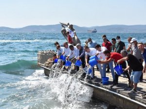 Güllük Körfezi’ne 30 bin levrek balığı yavrusu bırakıldı