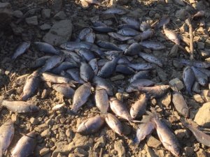 Manisa’da baraj suları tahliye edilince balıklar telef oldu