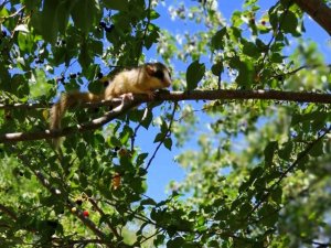 Türkiye’de koruma altına alınan kemirgen türler arasında yer alan bahçe yediuyuru Erzincan’da ilk kez görüntülendi