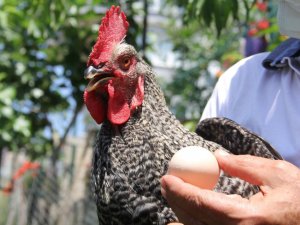 “Horoz gibi ötüyor, tavuk gibi yumurtluyor”