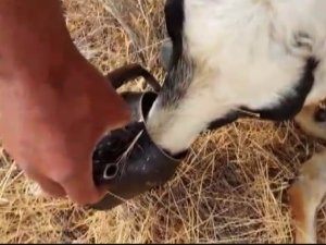 Sıcaktan baygınlık geçiren koyuna, çobandan demlikle can suyu