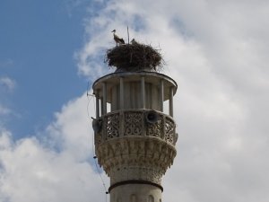 Uçakların güvenliği için tıraşlanan minare leyleklerin yuvası oldu