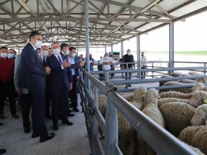 Aslanapa’da 105 adet damızlık koç dağıtıldı