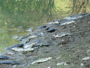 Manavgat’ta çamura dönen göletlerde balık ölümleri