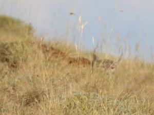 Kırmızı listedeki vaşak, sincap avında görüntülendi