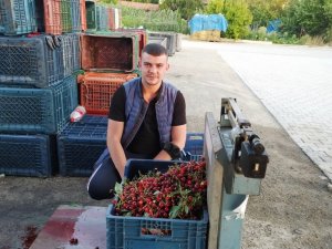 Vişneye verilen 2,5 TL fiyat üreticiyi memnun etmedi
