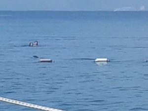 Akdeniz fokundan sabah denize girenlere görsel şov