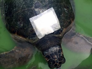 Yaralı kaplumbağa gözlem altına alındı