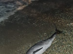 Ölü yunus karaya vurdu