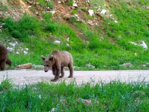 Bursa’nın yaban hayatı gözlem altında