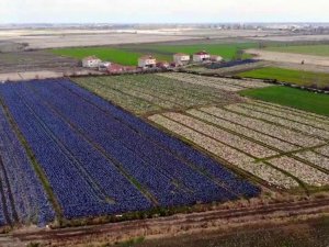 Türkiye’nin meyve, sebze ve tarla bitkileri Samsun’dan