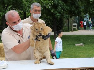 Aslan ailesinde yavru sevinci