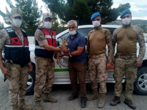 Yaralı yavru dağ keçisi tedaviye alındı