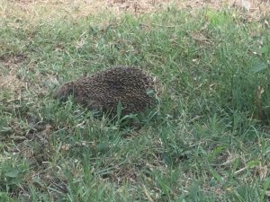 Parkta ortaya çıkan kirpi görenleri şaşırttı