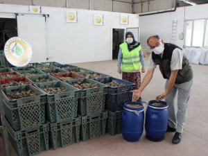 Çam tohumunun çimlenmesinde yüzde 90’ın üstünde başarı