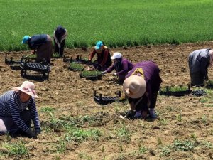 2 buçuk milyon biberiye fidesi toprakla buluştu