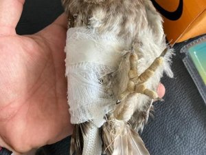 Tunceli’de yaralı kukumav kuşu tedavi altına alındı