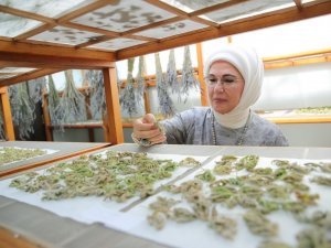 Emine Erdoğan, Zeytinburnu Tıbbi Bitkiler Bahçesi’ni ziyaret etti