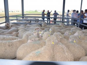 Aslanapa Belediyesi Canlı Hayvan Pazarı ve Borsası açıldı