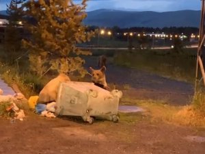 Sarıkamış’ta boz ayılar ilçe merkezine indi
