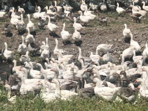 Kars kazları meralara çıktı