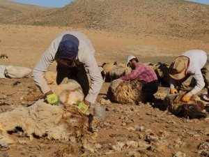 Van’da koyunların kırpma zamanı başladı