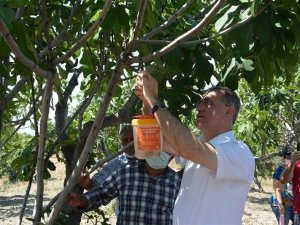 Aydın’da incir üreticilerine ekşilik böceği tuzağı dağıtıldı