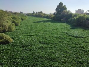 Çayır değil nehir