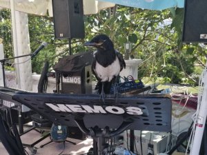 Yaralı yavru saksağanı iyileştirip eğitti