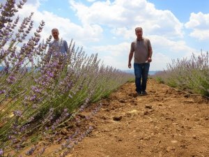 Fuarda görüp ekimini yaptığı lavantayı, ekonomiye ve turizme kazandırmayı hedefliyor
