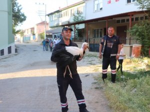 Yuvasından düşen yavru leyleği itfaiye kurtardı